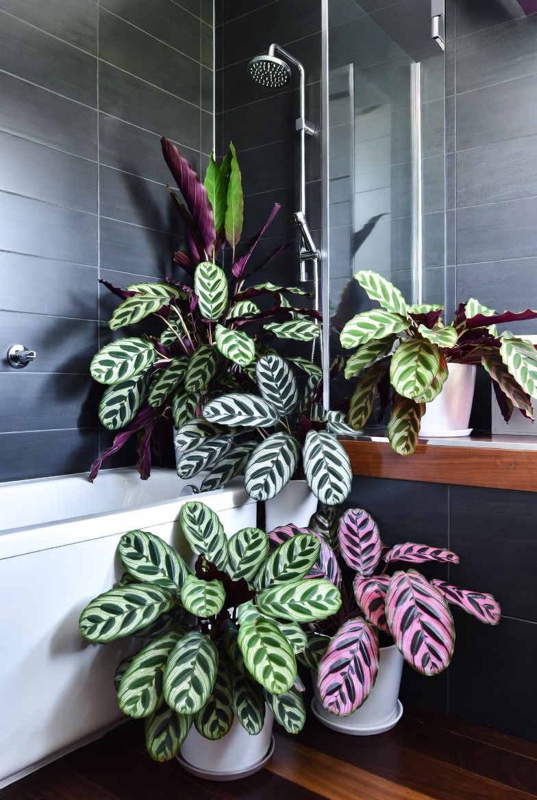 Calatheas for Decorative Patterns