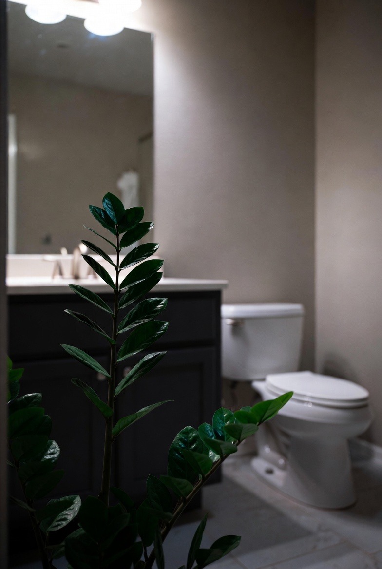 ZZ Plants for Low-Light Bathrooms